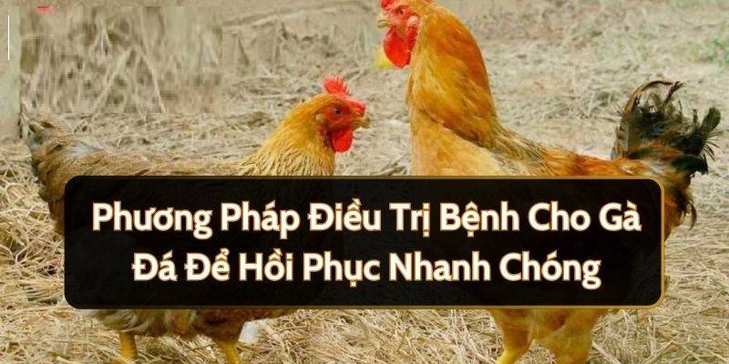 Cho gà uống thuốc thuốc gì trước khi đá để tăng hiệu quả